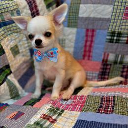 Ralph - Sable spotted white male Chihuahua puppy in Cape Coral, Florida from Inspired Chihuahuas