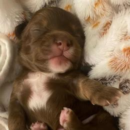 Moose - Chocolate and white male Chihuahua puppy in Hillsboro, Texas from Pikanoo Pups