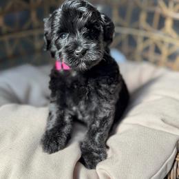 Liberty - Black female Australian Labradoodle puppy in Calhoun, Louisiana from Arrowhead Australian Labradoodles