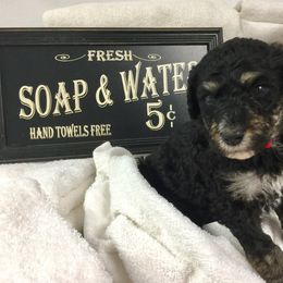 Bernedoodle Puppies from Cry Woof LLC
