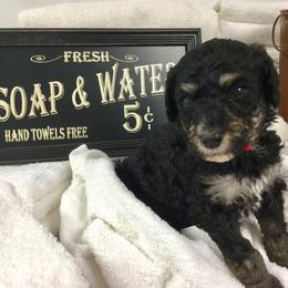 Bernedoodle Puppies from Cry Woof LLC