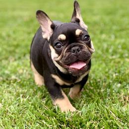 Black Betty - Black and tan female French Bulldog puppy in Wagoner, Oklahoma from Frenchie Frys