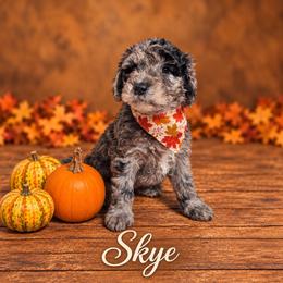 Alice - Merle female Whoodle puppy in Knoxville, Tennessee from Fleury Farm Doodles TN