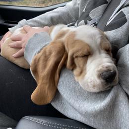 Basset Hound Puppies from Fancy Hounds
