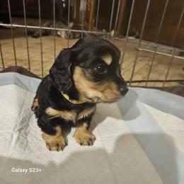 Satele (yellow) - Black and cream female Dachshund puppy in Hartford, Michigan from Mac Fam Dachshunds