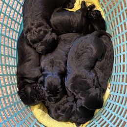 Giant Schnauzer Puppies from Mandy’s Giant Schnauzers