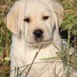 Labrador Retrievers from Lincoln Creek Valley Kennels