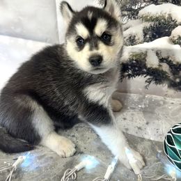 Spirit - Black and white female Siberian Husky puppy in Vail, Iowa from Homegrown Huskies