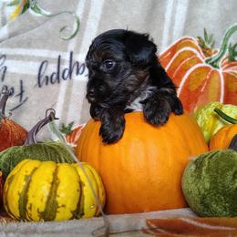 Princess Kate - Tri-color female Yorkipoo puppy in Woodruff, Arizona from Desert Flower Breeders