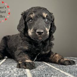 Poodle Puppies from Roemer’s Standard Poodles