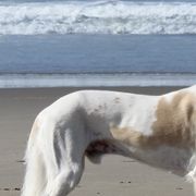 Salukis from Cori's Saluki