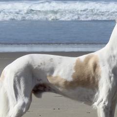 Salukis from Cori's Saluki