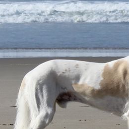 Salukis from Cori's Saluki