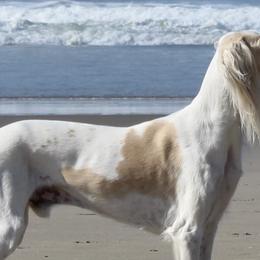 Salukis from Cori's Saluki