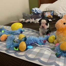 Boston Terrier Puppies from Palmetto Bostons