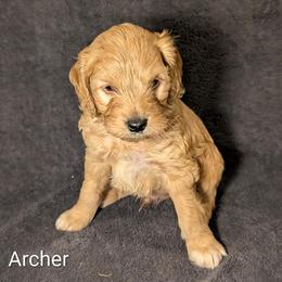Archer - Golden male Cockapoo puppy in Sunset, Louisiana from Cano Cockapoos