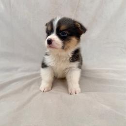 Blue Male - Blue male Pembroke Welsh Corgi puppy in Okeechobee, Florida from Cowtown Corgis & Border Collies