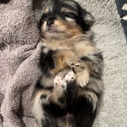 Merle female - Blue merle female Pomeranian puppy in Weatherford, Texas from COCO'S POMS AND FRENCHIES