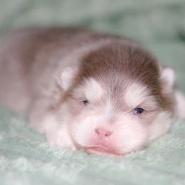 Mistletoe-Lavendar - Lavender male Pomsky puppy in Bremen, Indiana from AMS Pomeranians and Pomskies in Indiana