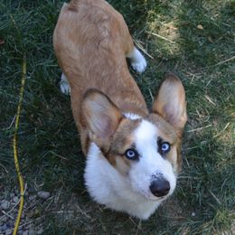 American Corgis and Pembroke Welsh Corgis from Wildlings & Wild Things Homestead