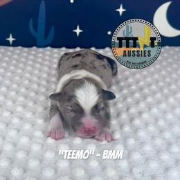 Teemo - Blue merle male Australian Shepherd puppy in Tucson, Arizona from TTTNT Aussies