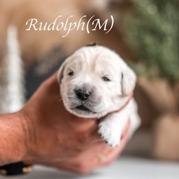 Rudolph - Light golden male Golden Retriever puppy in Acton, Maine from Silver Pines Pups