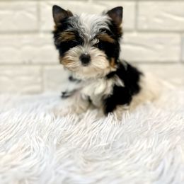Ziva - Black tan and white female Biewer Terrier puppy in Greenwood, South Carolina from Sweet Southern Puppies