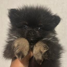 Tonè - Black and tan male Pomeranian puppy in Eastover, North Carolina from Tea-Cake Pomeranians of The Carolinas