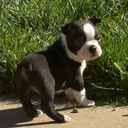Oakley - Black brindle and white male Boston Terrier puppy in Wheatland, California from 🐾❤️ Stephanie's Boston Terriers ❤️🐾