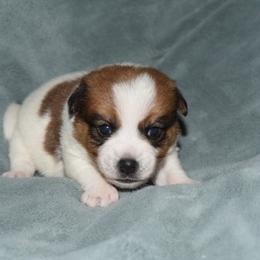 Joy Boy 3 - White and tan male Russell Terrier puppy in Middletown, Virginia from DBF Russell Terriers