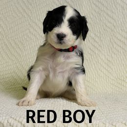 Boy 3 - male Portuguese Water Dog puppy in Vancouver, Washington from Portie Puppies