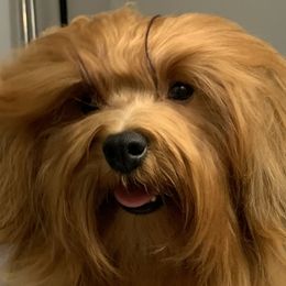 Boy 1 - Red sable Havanese puppy in New Jersey from Ravhav Havanese