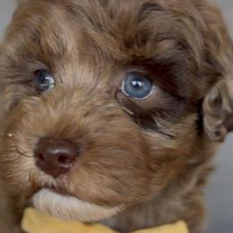 Guylian - Merle male Goldendoodle puppy in Queen Creek, Arizona from Sunny Doodles