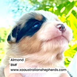 Girl 3 - CHOCOLATE ALMOND "ALMOND" - Blue merle Australian Shepherd puppy in Gowen, Michigan from XA AUSTRALIAN SHEPHERDS