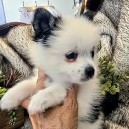 Charlee - Black and white female Pomsky puppy in Fallon, Nevada from Amazing High Desert Pomskys