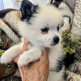 Charlee - Black and white female Pomsky puppy in Fallon, Nevada from Amazing High Desert Pomskys
