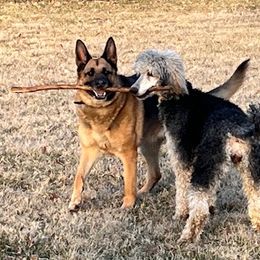 Poodles from Cats Creek Standard Poodles