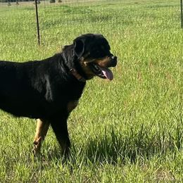 Rottweilers from Sanctus Dei Kennels
