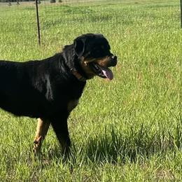 Rottweilers from Sanctus Dei Kennels