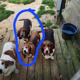 Basset Hound puppies from Hancock House of Basset Hounds & Mini Dachshunds