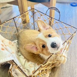 Pembroke Welsh Corgi Puppies from Anthem AZ Corgis