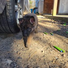 German Shepherd Puppies from Lux Shepherds