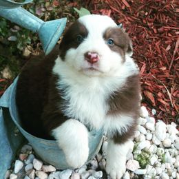 Australian Shepherd Puppies from Johnson Aussies