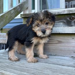 Cookie - Black and tan female Yorkshire Terrier puppy in Beulaville, North Carolina from Sunset Ranch