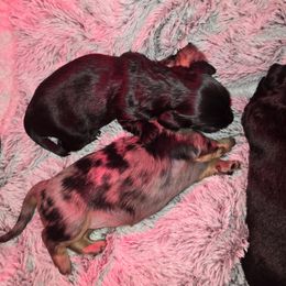 Dachshund Puppies from Mini Dachshund Loves