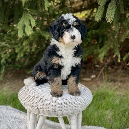 Owen - Tri-color Bernedoodle puppy in Bremen, Indiana from Farmland Doodles