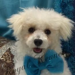 O’Malley - Poodle