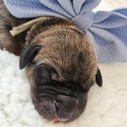 Light blue collar - Fawn female Great Dane puppy in Warren, Ohio from Loyal-Loves Great Danes