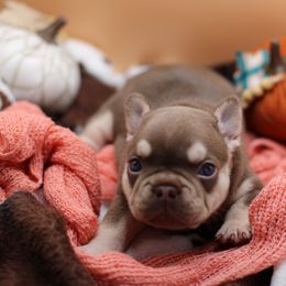 Ferrah-Pawcett - Liver female French Bulldog puppy in Elizabeth, West Virginia from Axles Frenchies