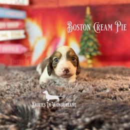 Boston Cream Pie - Chocolate and tan male Dachshund puppy in Rainier, Oregon from Doxies in Wonderland